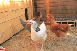 Agrotienda - Nueva entrega de gallinas ponedoras