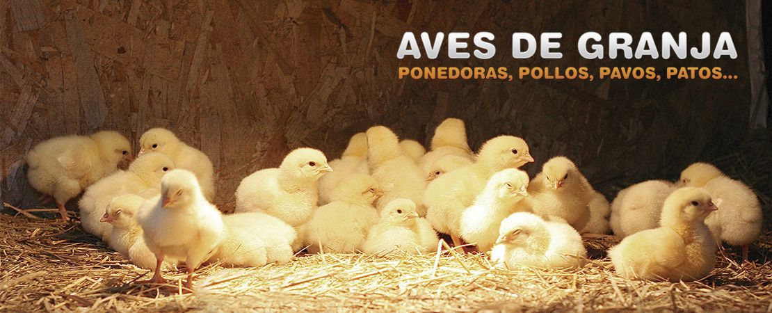 Agrotienda - Aves de granja